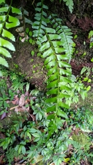 Polystichum formosanum