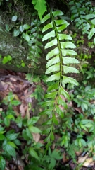 Polystichum formosanum