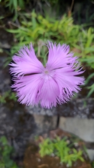 Dianthus palinensis