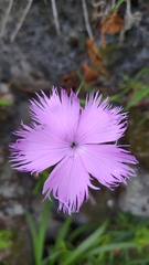 Dianthus palinensis