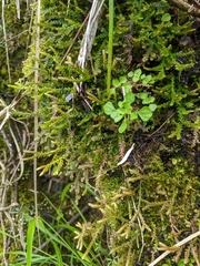 Selaginella helvetica pseudonipponica