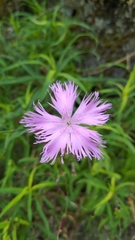 Dianthus palinensis