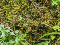 Selaginella helvetica pseudonipponica
