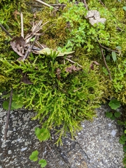 Selaginella helvetica pseudonipponica