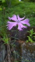 Dianthus palinensis