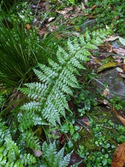 Athyrium strigillosum