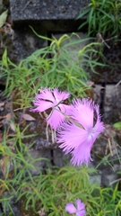 Dianthus palinensis