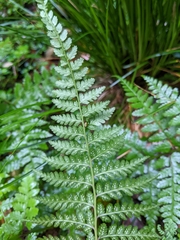 Athyrium strigillosum
