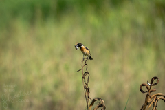 Saxicola stejnegeri