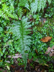 Athyrium strigillosum