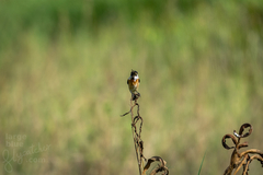 Saxicola stejnegeri