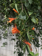 Pyrostegia venusta