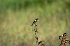 Saxicola stejnegeri