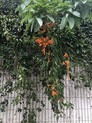 Pyrostegia venusta