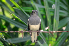 Copsychus saularis