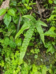 Pteris rugosifolia