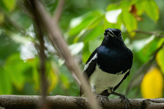 Copsychus saularis