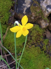 Narcissus jonquilla