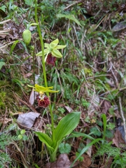 Calanthe tricarinata