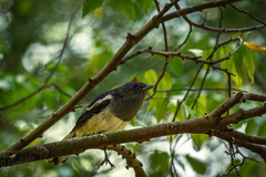 Copsychus saularis