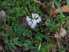 Oreorchis fargesii