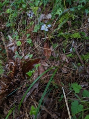 Oreorchis fargesii