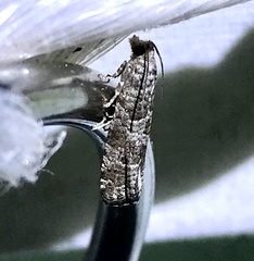 Retinia gemistrigulana