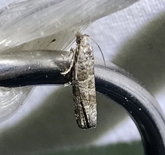 Retinia gemistrigulana