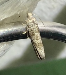 Retinia gemistrigulana