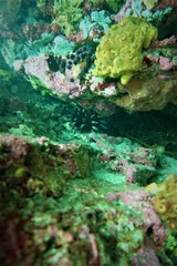 Phyllacanthus irregularis