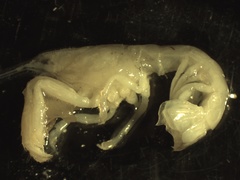Upogebia