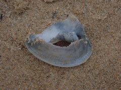 Semicassis bisulcata