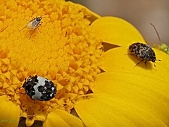 Anthrenus pimpinellae