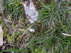 Carex fulvorubescens