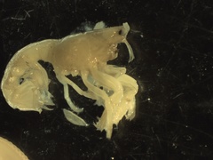 Upogebia