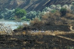 Chroicocephalus ridibundus