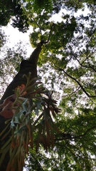Dipterocarpus littoralis