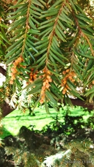 Taxus baccata