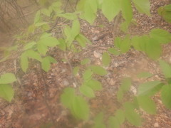 Rhododendron alabamense