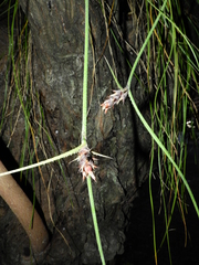 Acanthostachys strobilacea