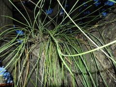 Acanthostachys strobilacea