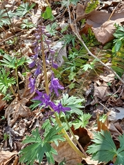 Delphinium tricorne