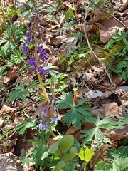 Delphinium tricorne