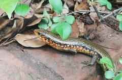 Plestiodon chinensis