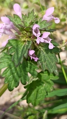 Lamium hybridum