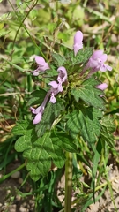 Lamium hybridum