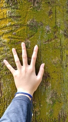 Dipterocarpus littoralis
