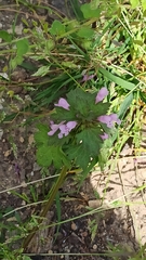 Lamium hybridum