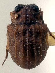 Lepiceridae