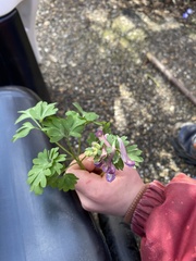 Corydalis solida
